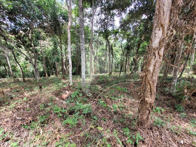 Terreno Residencial à venda em Pedro do Rio, Petrópolis - RJ - Foto 2