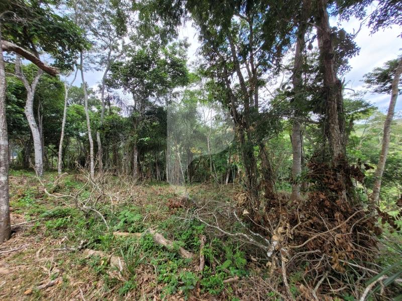Terreno Residencial à venda em Pedro do Rio, Petrópolis - RJ - Foto 4