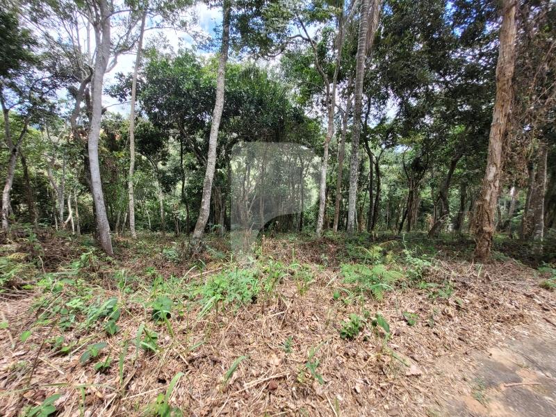 Terreno Residencial à venda em Pedro do Rio, Petrópolis - RJ - Foto 8