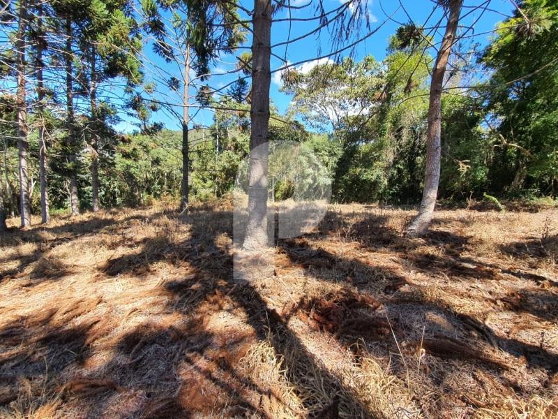 Fazenda / Sítio à venda em Posse, Petrópolis - RJ - Foto 3