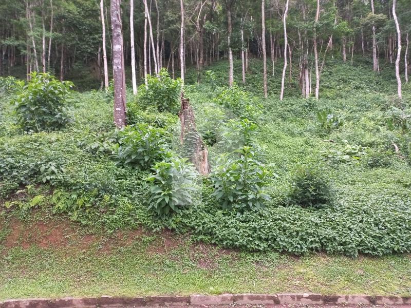 Terreno Residencial à venda em Pedro do Rio, Petrópolis - RJ - Foto 2