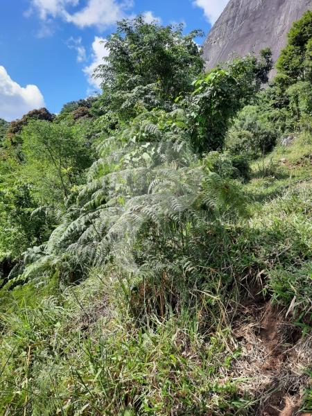 Terreno Residencial à venda em Itaipava, Petrópolis - RJ - Foto 6
