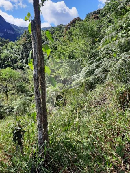 Terreno Residencial à venda em Itaipava, Petrópolis - RJ - Foto 7