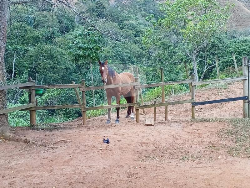 Fazenda / Sítio à venda em Pedro do Rio, Petrópolis - RJ - Foto 8