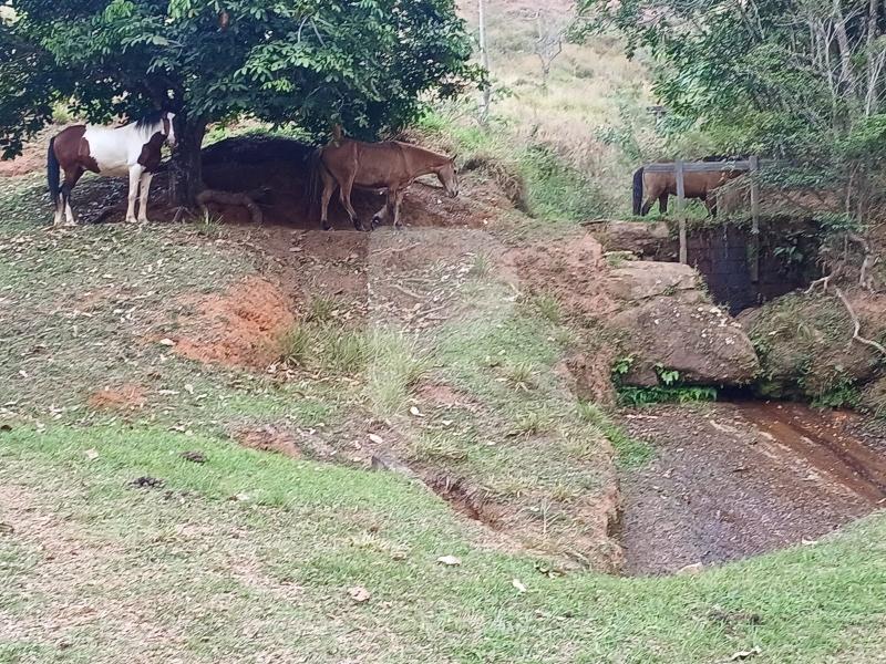 Fazenda / Sítio à venda em Pedro do Rio, Petrópolis - RJ - Foto 13