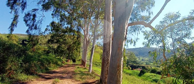 Fazenda / Sítio à venda em Sebollas, Paraíba do Sul - RJ - Foto 19