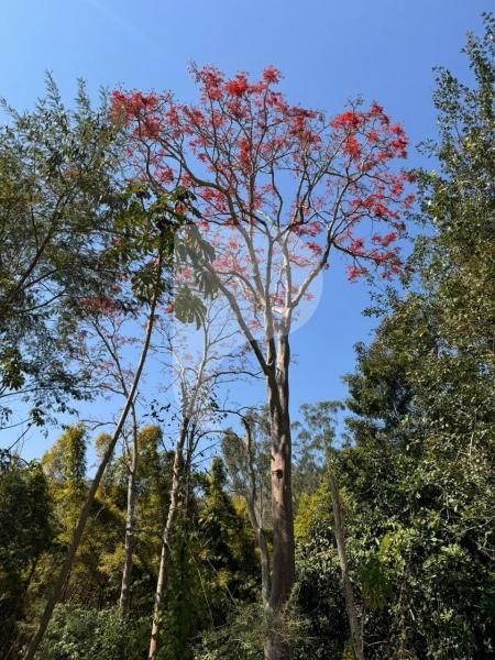 Terreno Residencial à venda em Secretário, Petrópolis - RJ - Foto 16