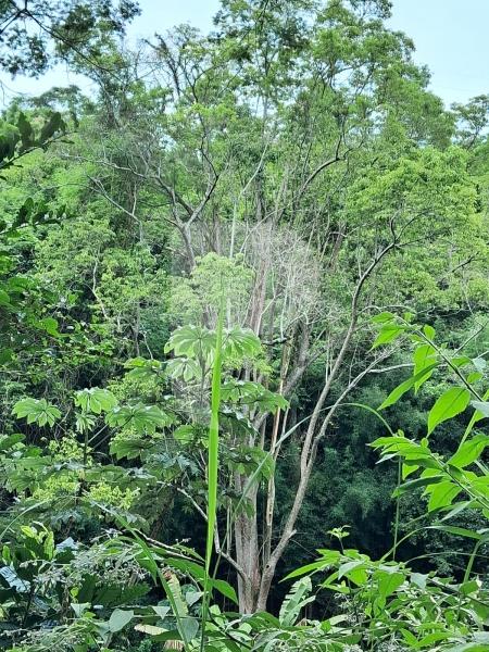 Fazenda / Sítio à venda em Centro, Areal - RJ - Foto 14