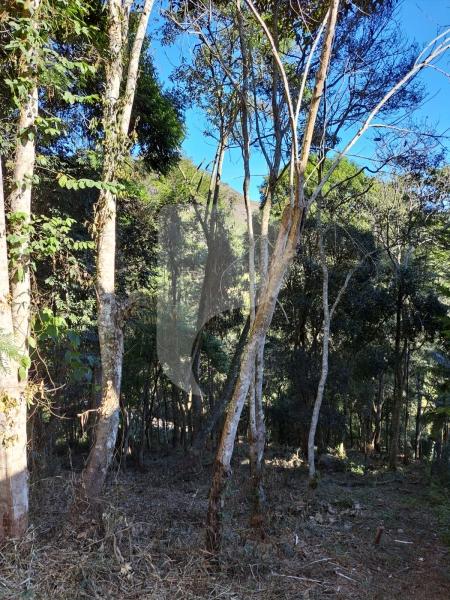 Terreno Residencial à venda em Nogueira, Petrópolis - RJ - Foto 7