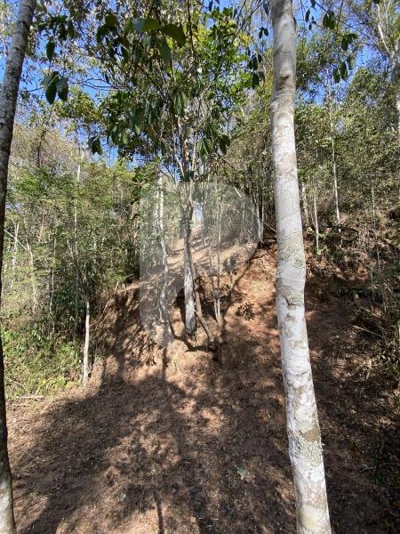 Terreno Residencial à venda em Pedro do Rio, Petrópolis - RJ - Foto 4
