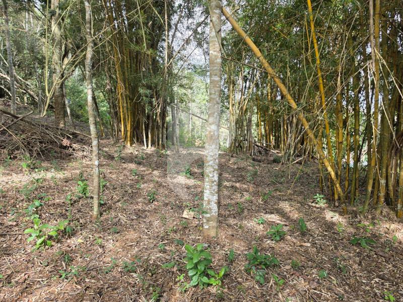 Terreno Residencial à venda em Araras, Petrópolis - RJ - Foto 5